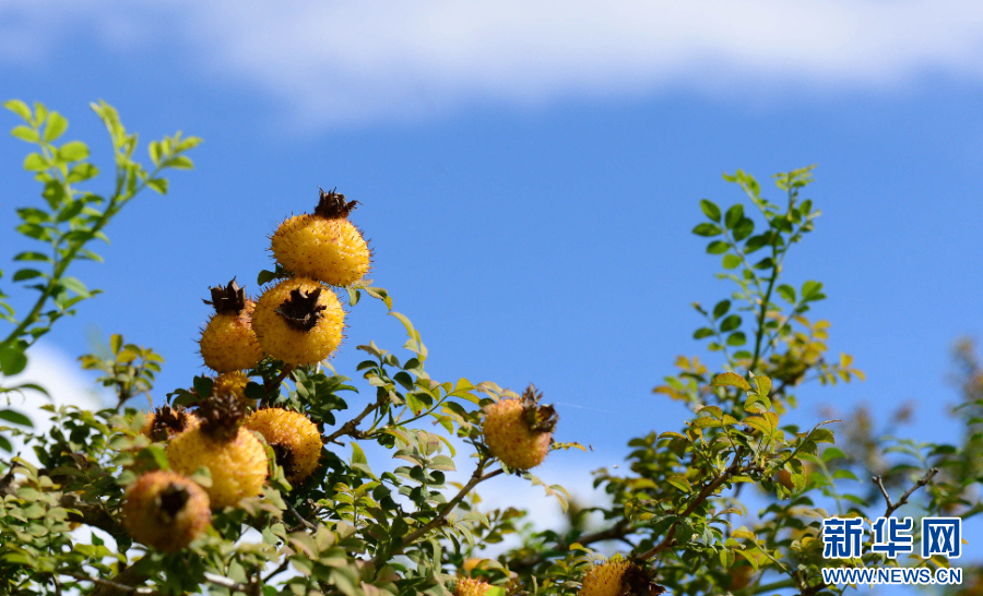一颗山间野果的&ldquo;逆袭&rdquo;