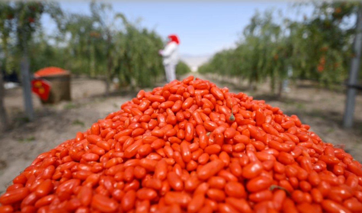 贺兰山下 头茬枸杞迎丰收