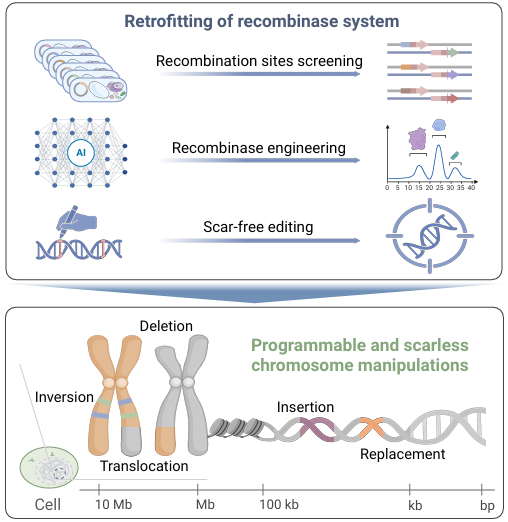 科学与健康|基因组编辑新利器：PCE技术实现染色体&ldquo;精准编辑&rdquo;