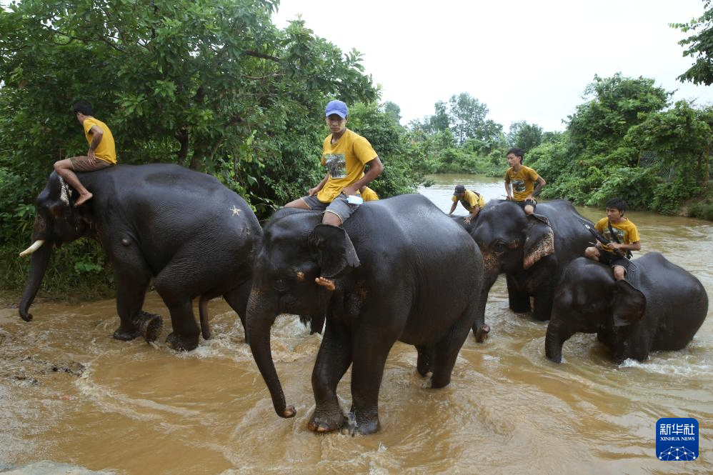 缅甸勃固省的大象营地