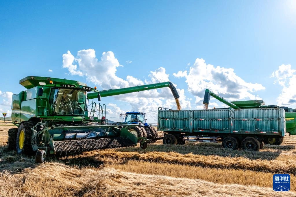 内蒙古额尔古纳：万亩麦田迎秋收
