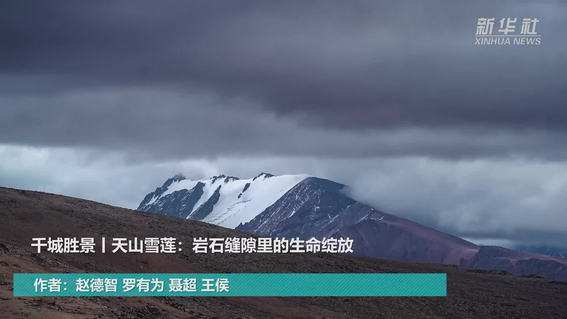 天山雪莲：岩石缝隙里的生命绽放