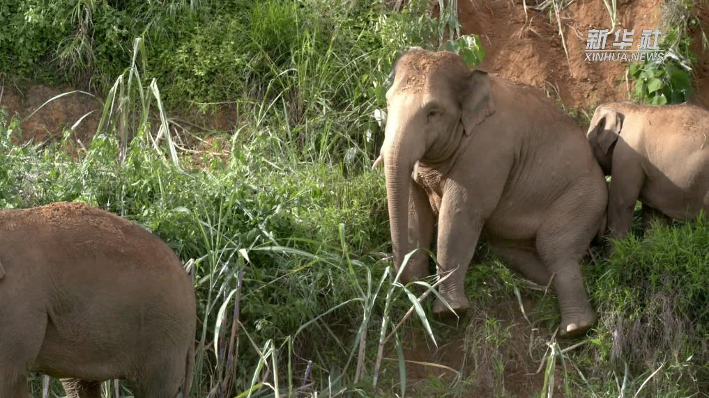 治愈力满分 看野象家族如何&ldquo;花式下山&rdquo;