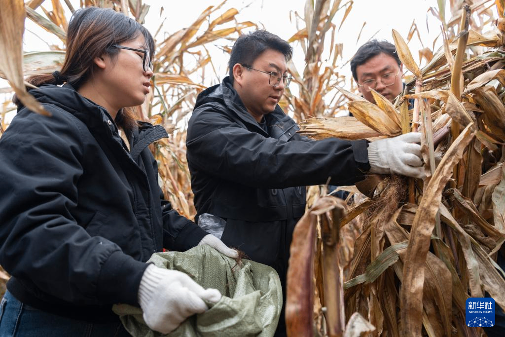 科技赋能农业生产 把论文写在大地上&mdash;&mdash;探访中国农大肇东实验站