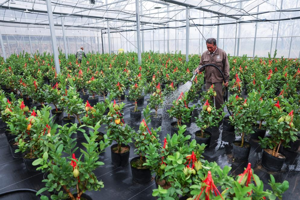 &ldquo;佛手之乡&rdquo;推进产业升级 助力乡村振兴