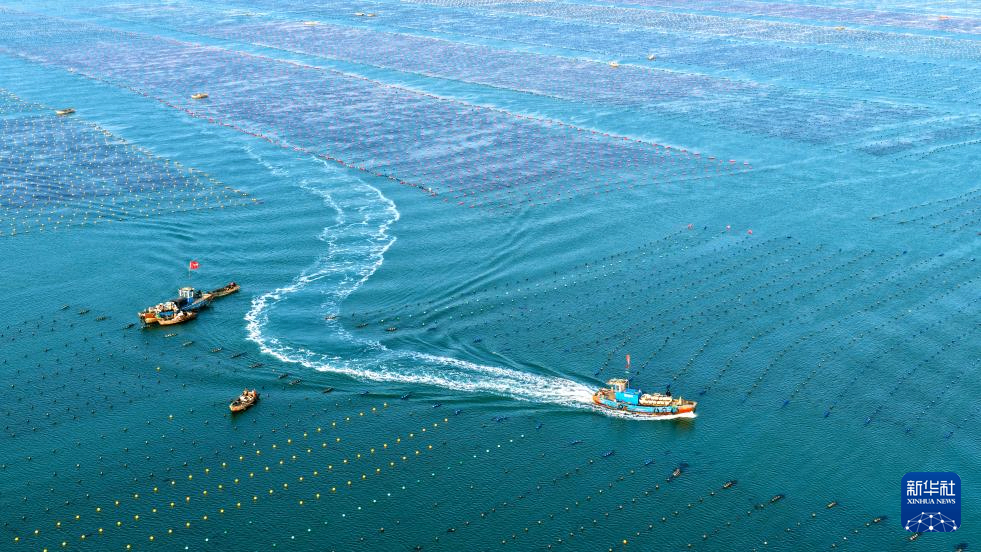 山东荣成：海带&ldquo;插秧&rdquo;正当时