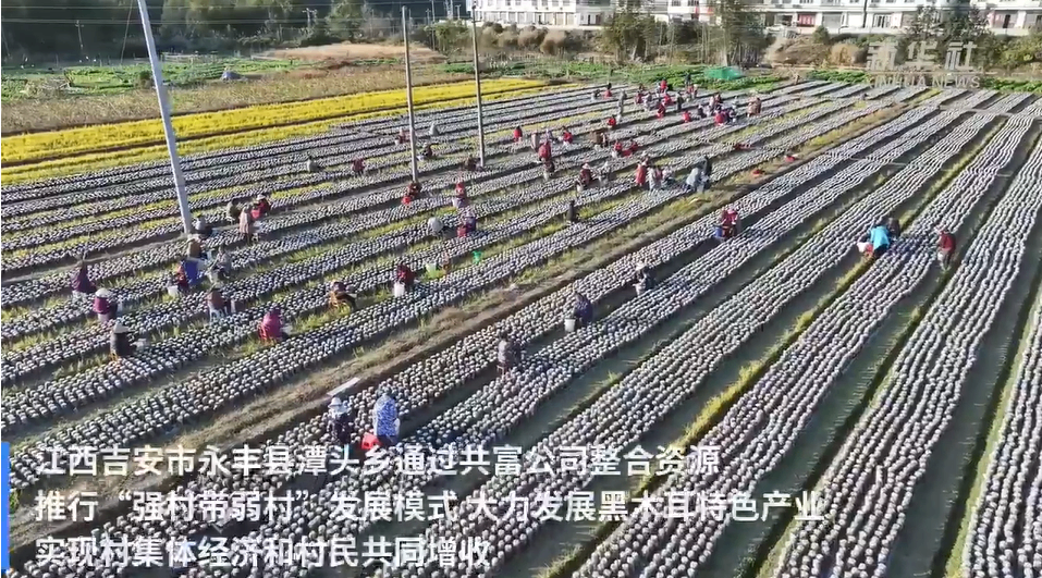 江西永丰：强村带弱村 黑木耳产业促增收
