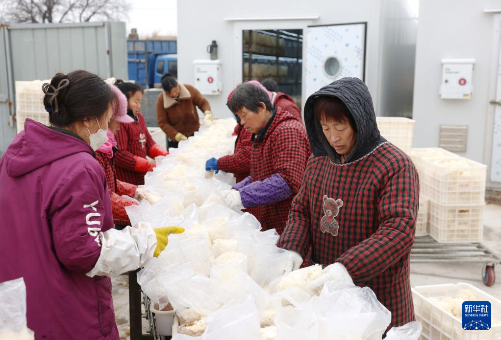 河北新河：&ldquo;5G智慧微工厂&rdquo;培育&ldquo;订单菌菇&rdquo;