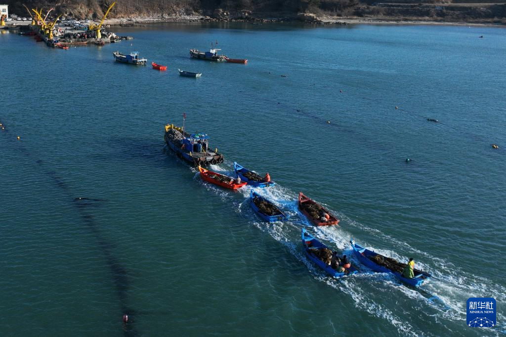 山东荣成：18万亩海带进入间割收获期