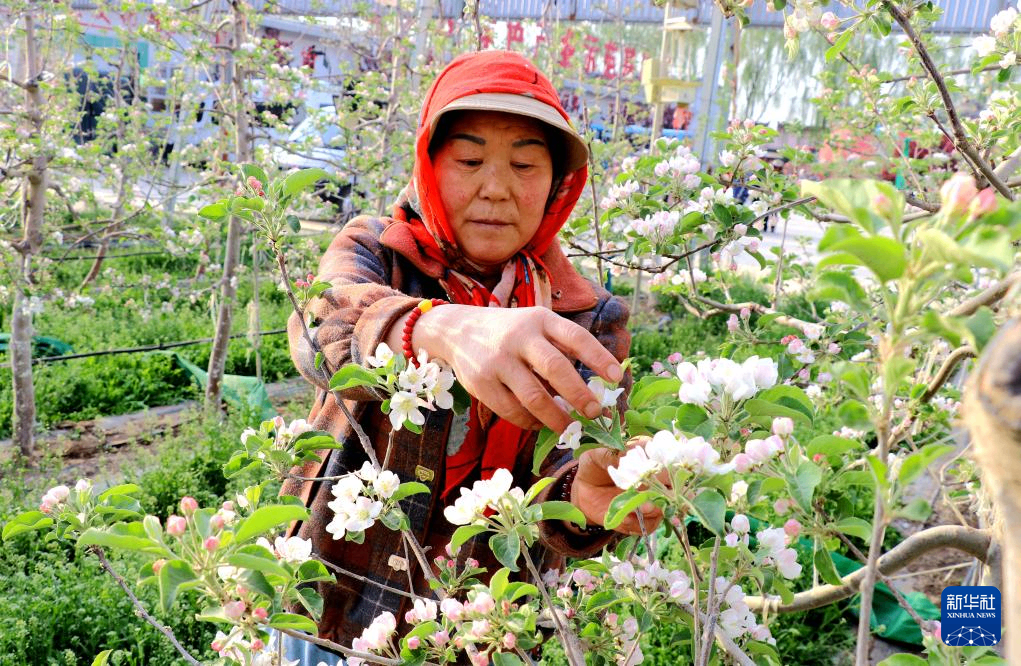 甘肃静宁：苹果花开农事忙