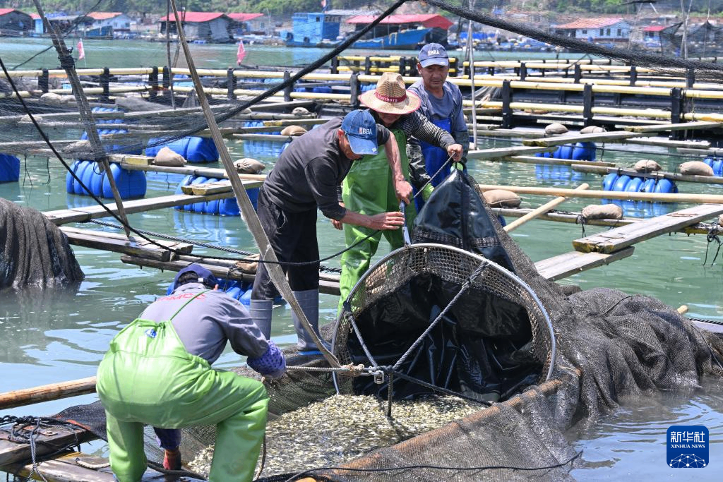 &ldquo;海上粮仓&rdquo; &mdash;&mdash;福建宁德大黄鱼鱼苗陆续投放