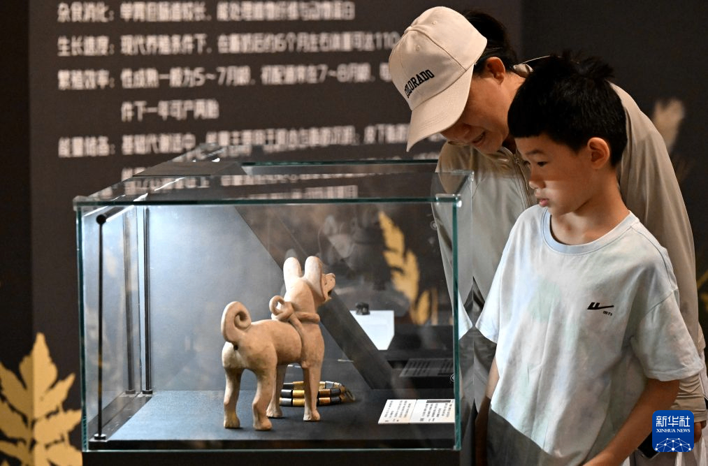 探秘生灵奇缘 感受文明之光